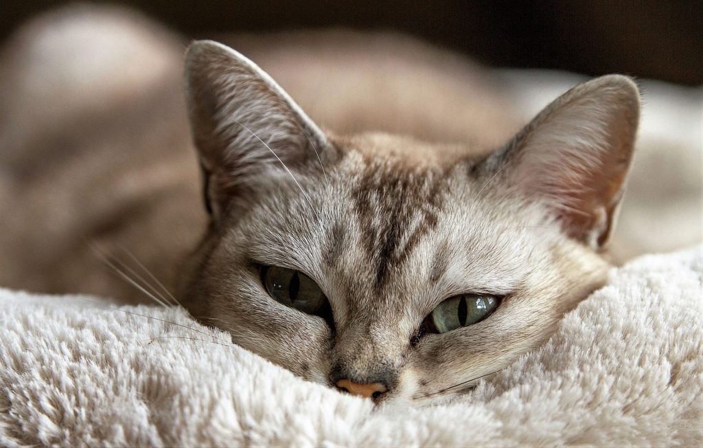 Infezioni e malattie agli occhi del gatto