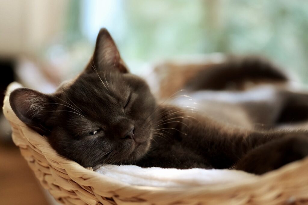 gatto nero che dorme nella cuccia