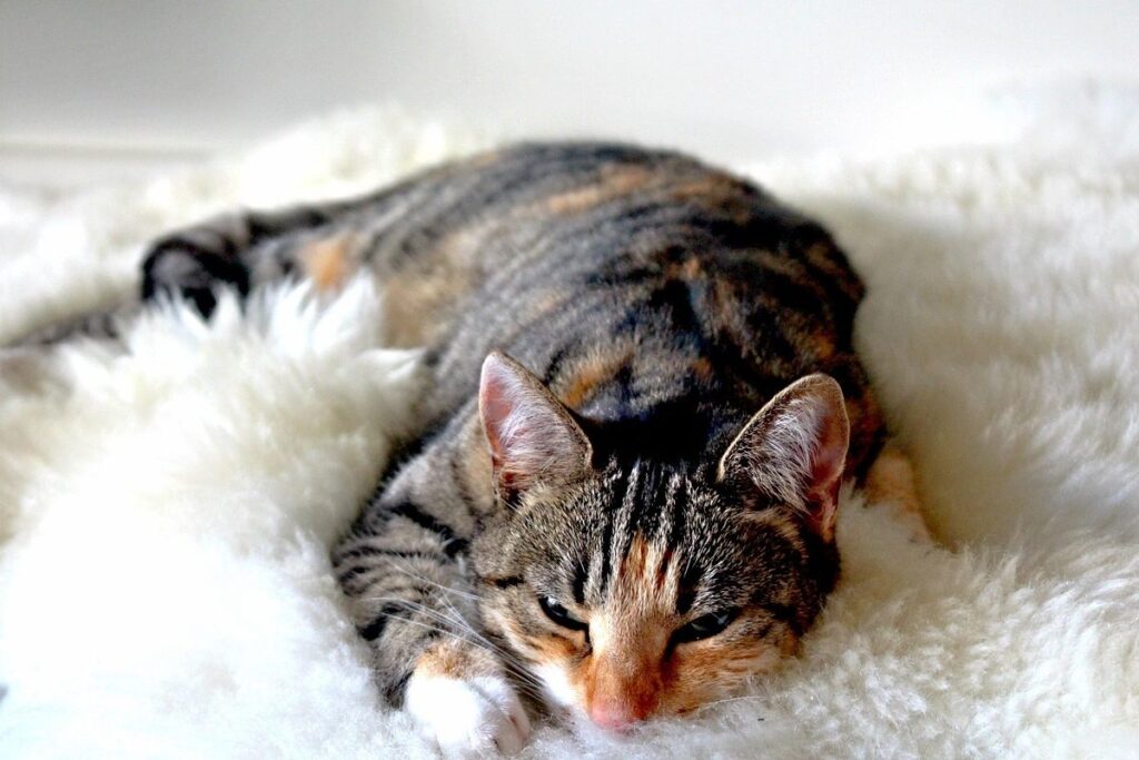 gatto su una coperta pelosa