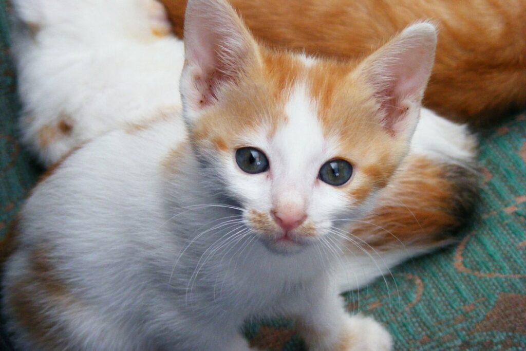 gattino arancione e bianco