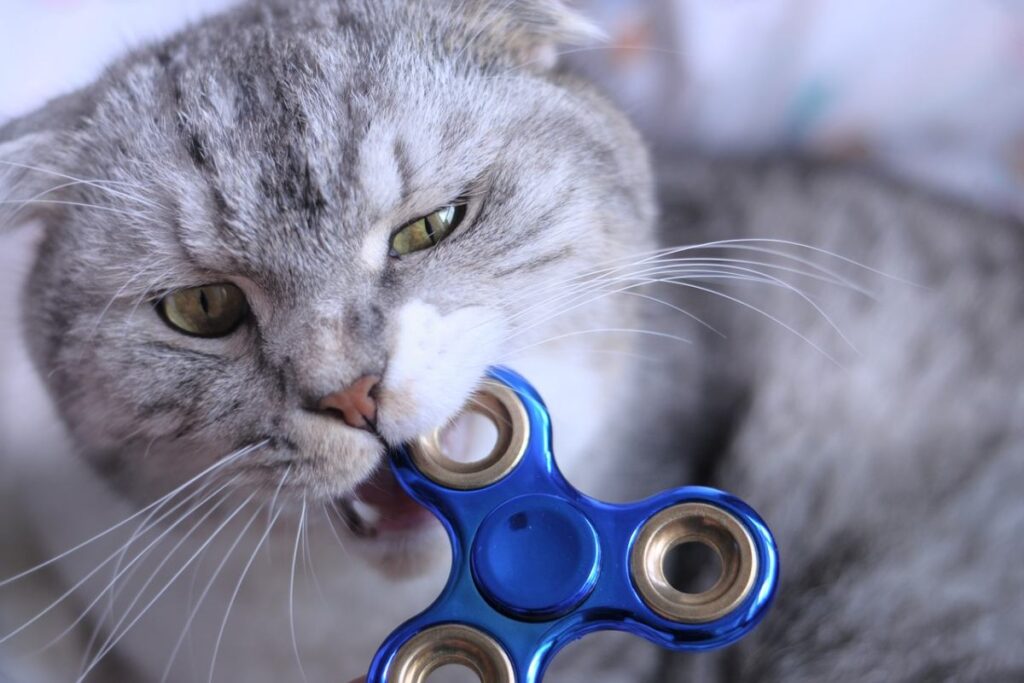 gatto che morde un giocattolo
