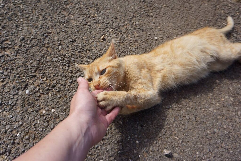 gatto che morde la mano di una persona