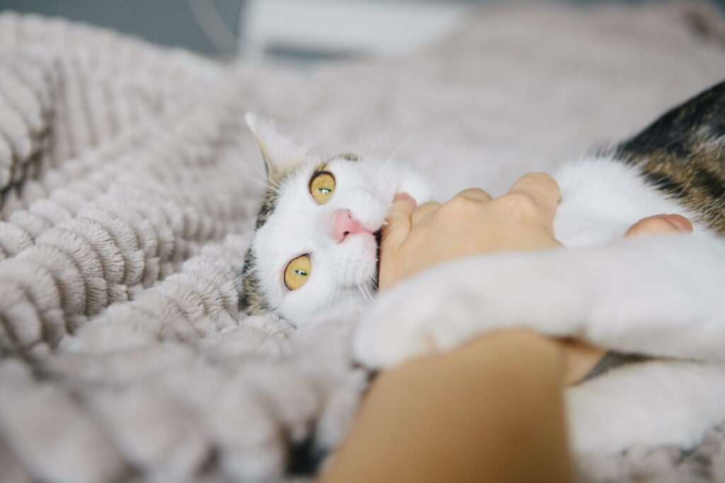 gatto bianco sul letto