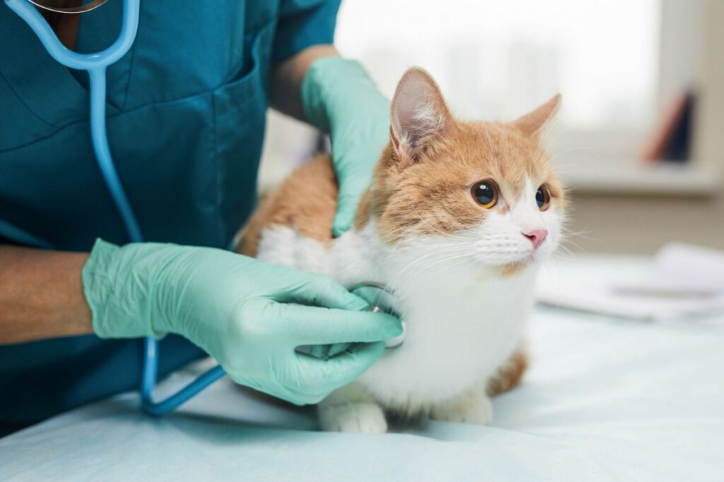 gatto dal veterinario