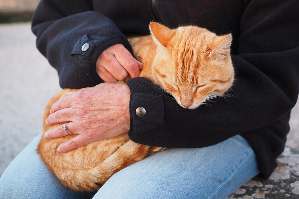 umano si prende cura del gatto