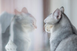 Quanto vive un gatto, in media?