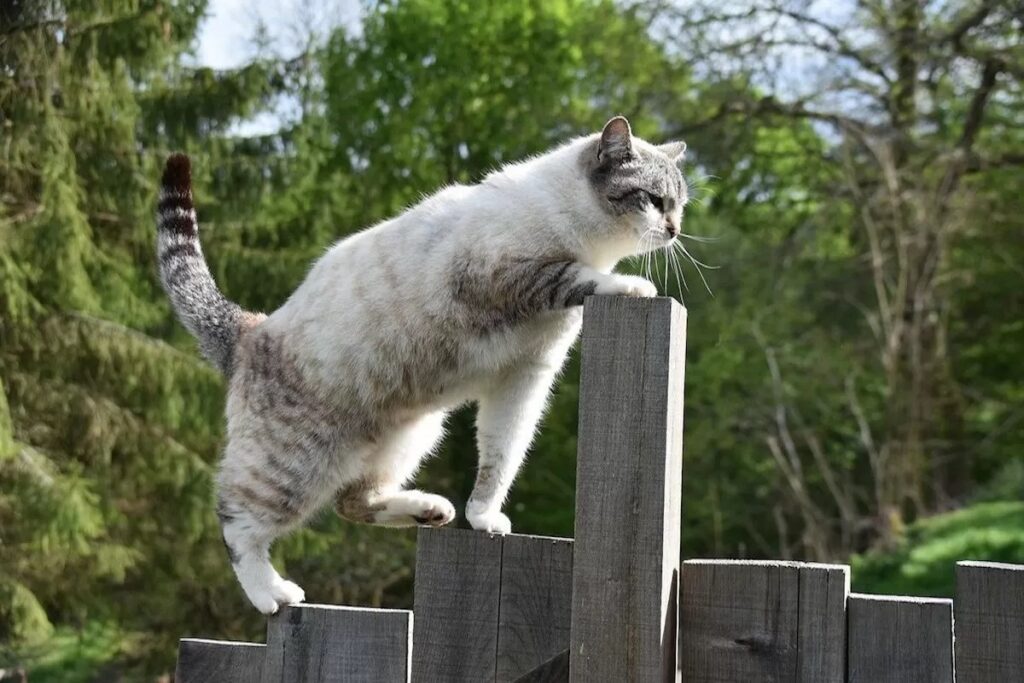 gatto sulla staccionata