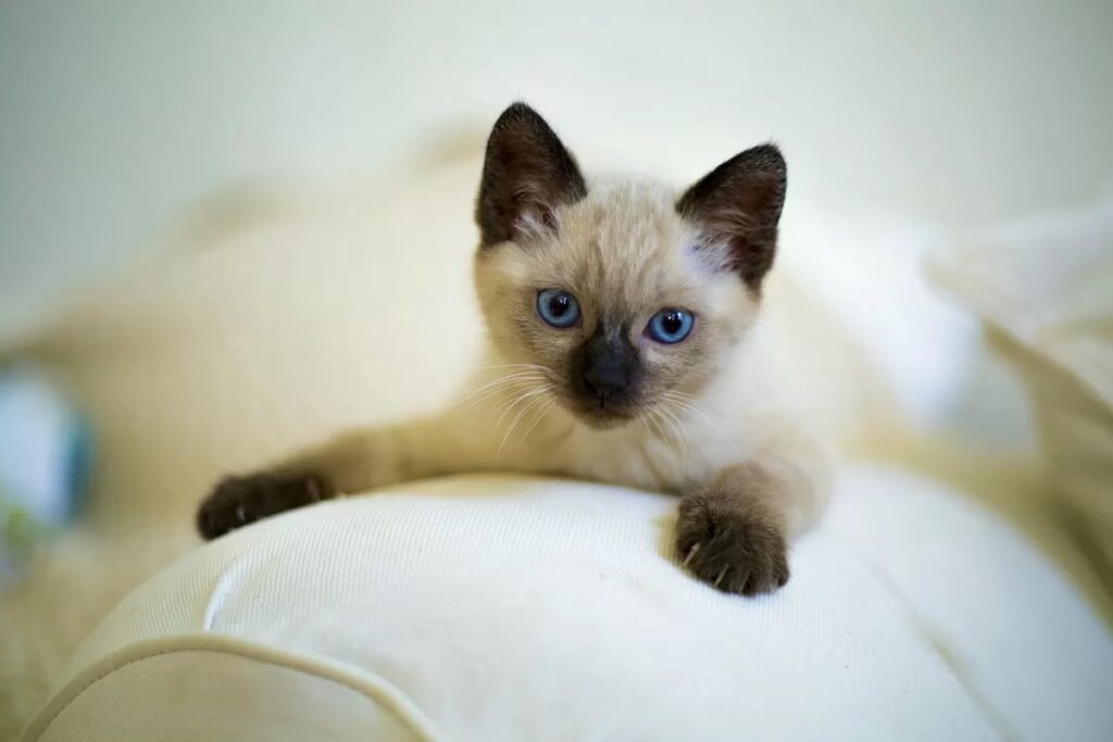 gatto siamese