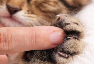 Come si fa a tagliare le unghie al gatto, senza danni?