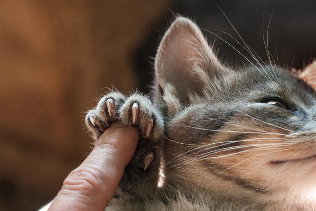 umano gioca con zampa del gatto