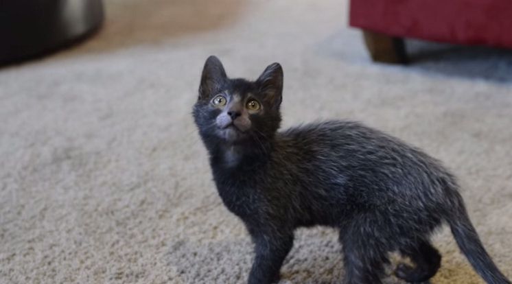 lykoi gatto mannaro