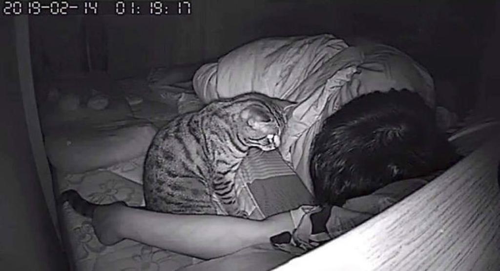 gatto-fissa-umano-mentre-dorme