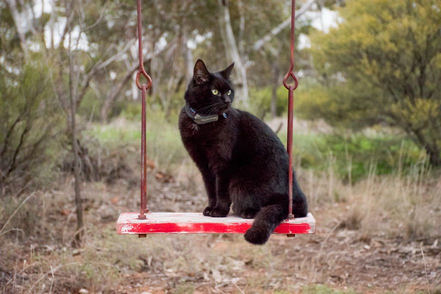 il gatto sull'altalena