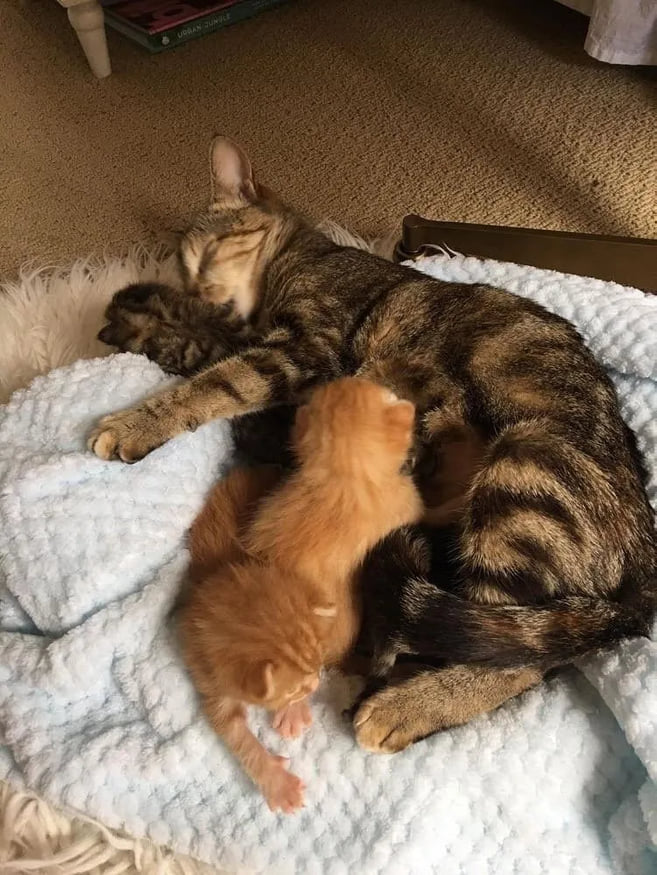 la gatta torna dai cuccioli 