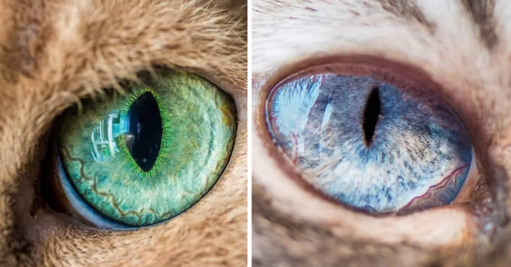 Occhi di gatto con scatti macro