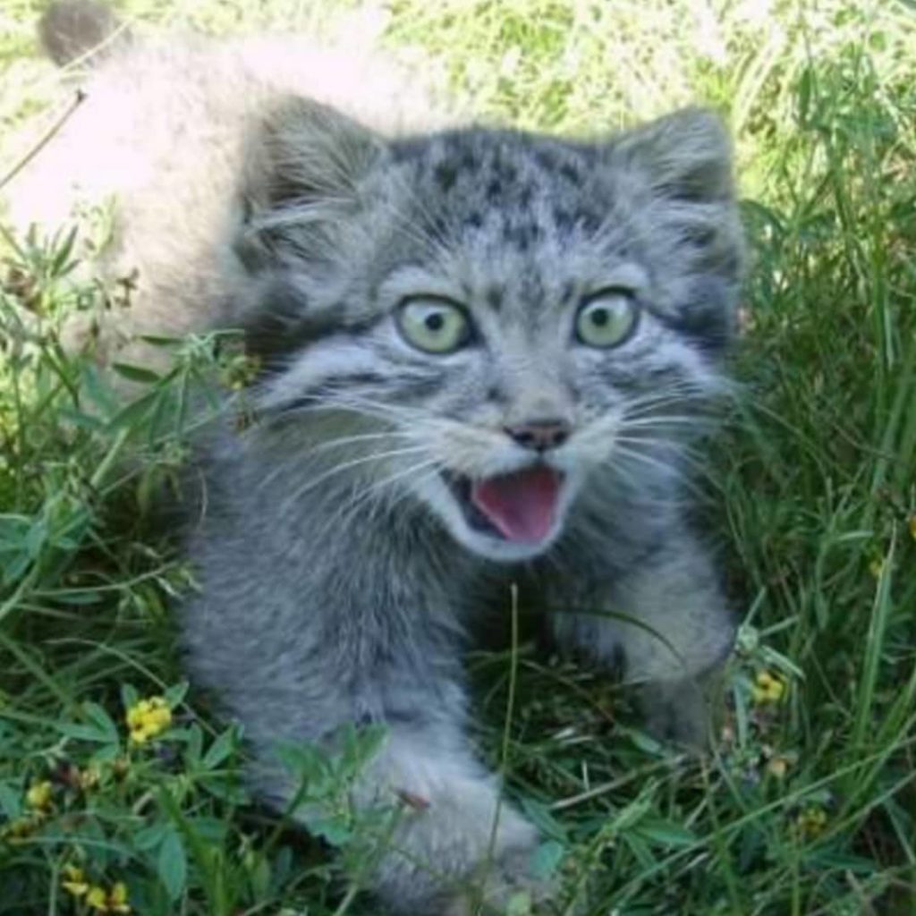 gatto pallas