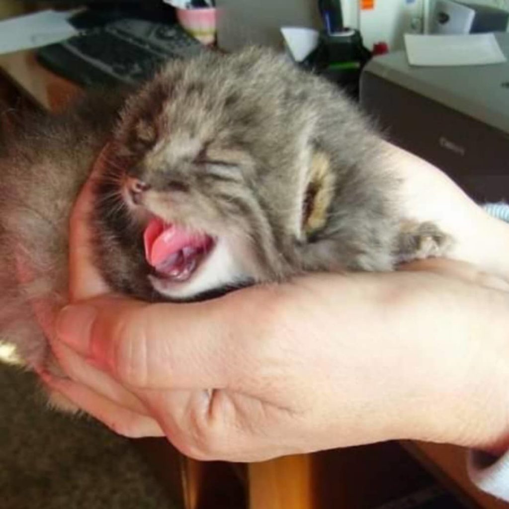 gattino appena nato