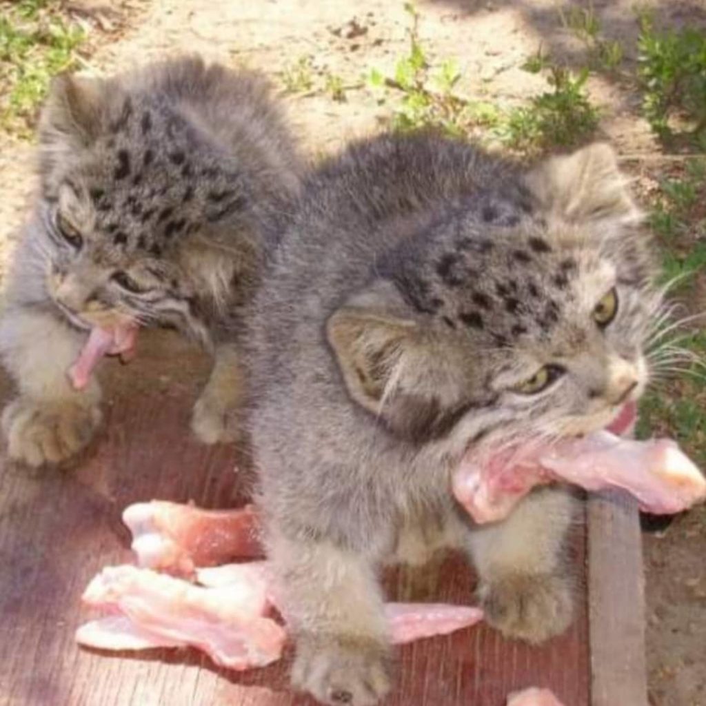 gattini pallas che mangiano