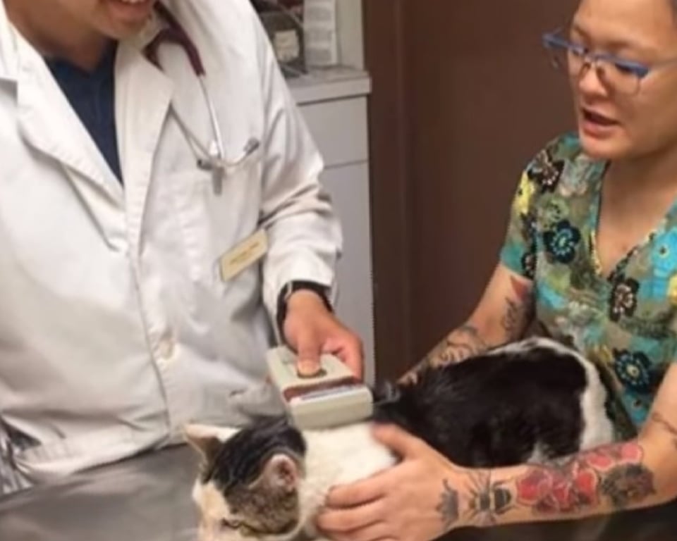 gattino dal veterinario