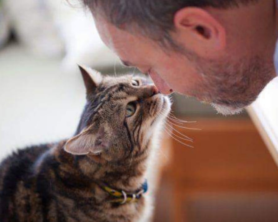 iniziativa lodevole della clinica per gatti