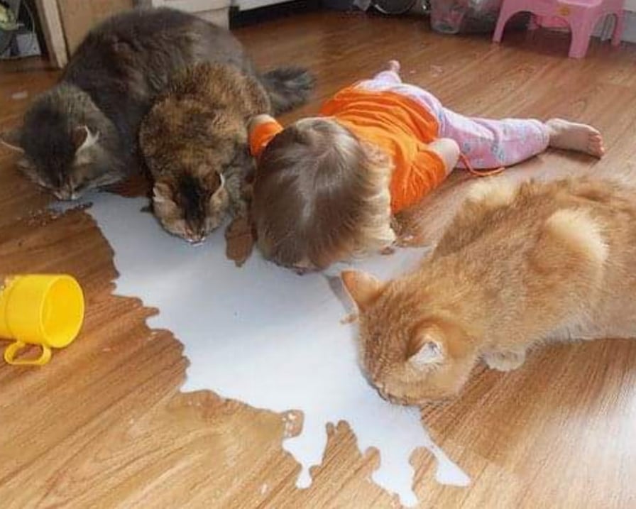 il-gatto-mangia-insieme-al-bambino