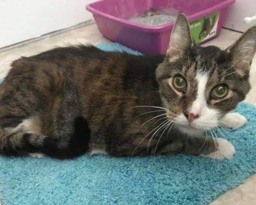 thomas il gatto anzianissimo