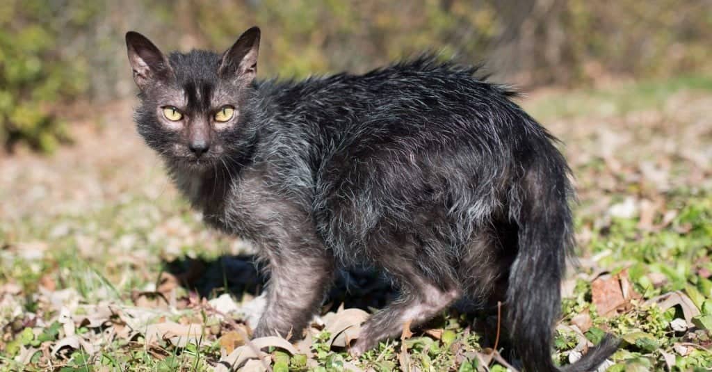 Lykoi, il gatto mannaro del Sudafrica: simile al lupo, è rarissimo