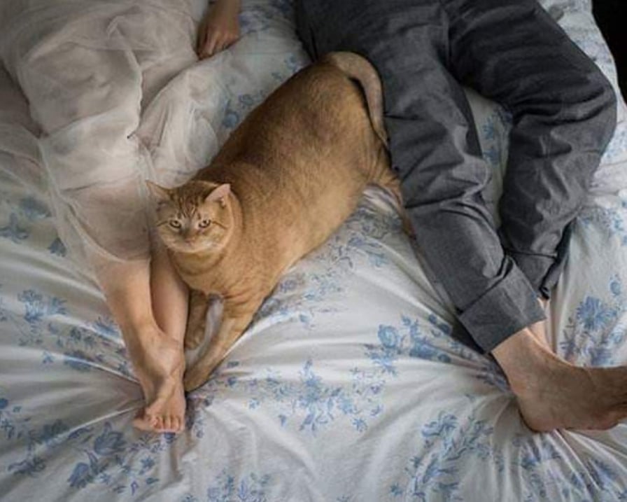il gatto vito sul letto con gli sposi