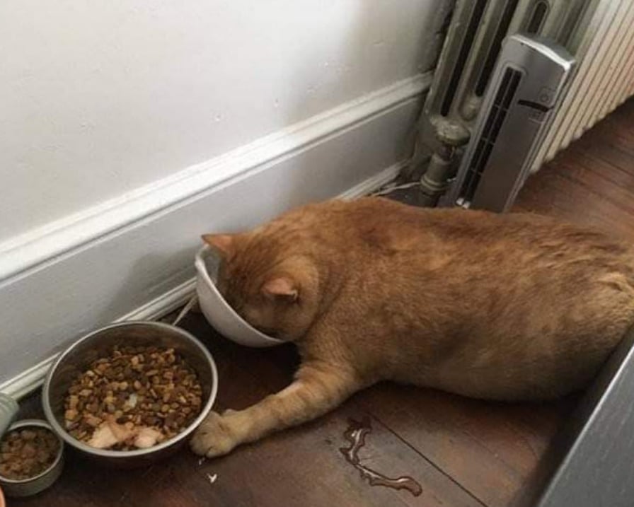 il gatto vito inizia a mangiare