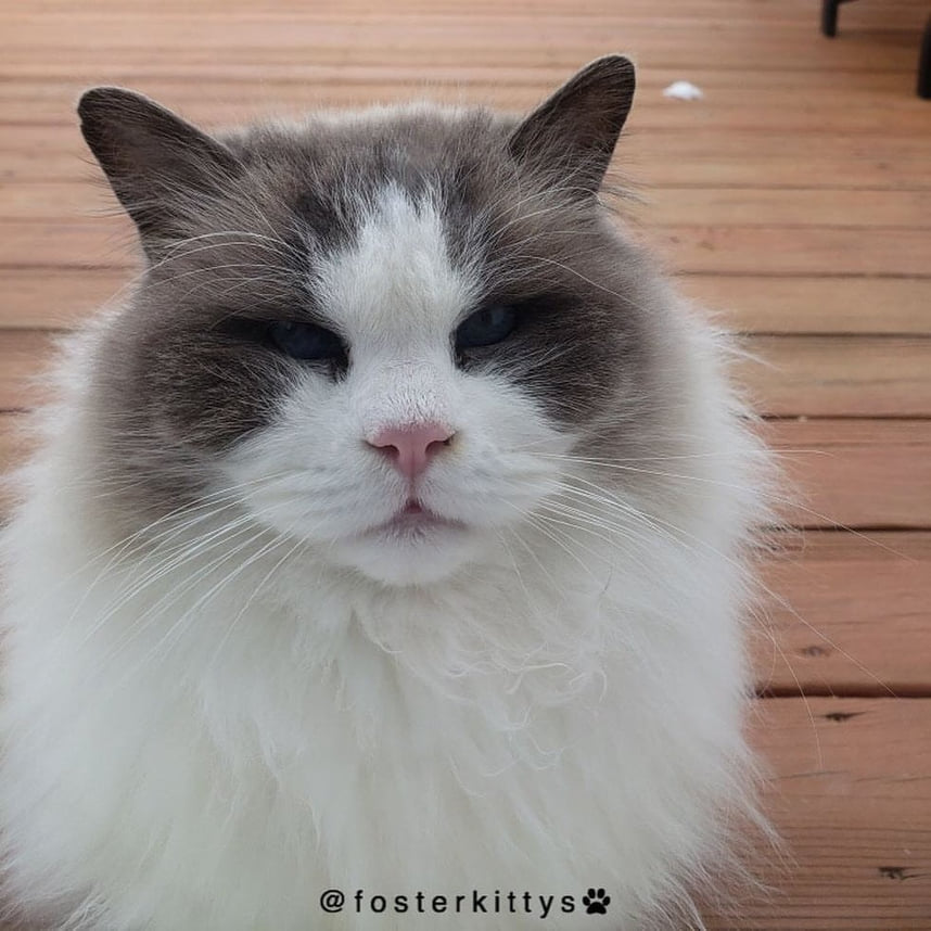 il-gatto-valentino-aspetta-una-famiglia