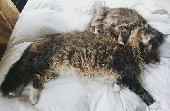 Main-Coon-con-gatto-vicino