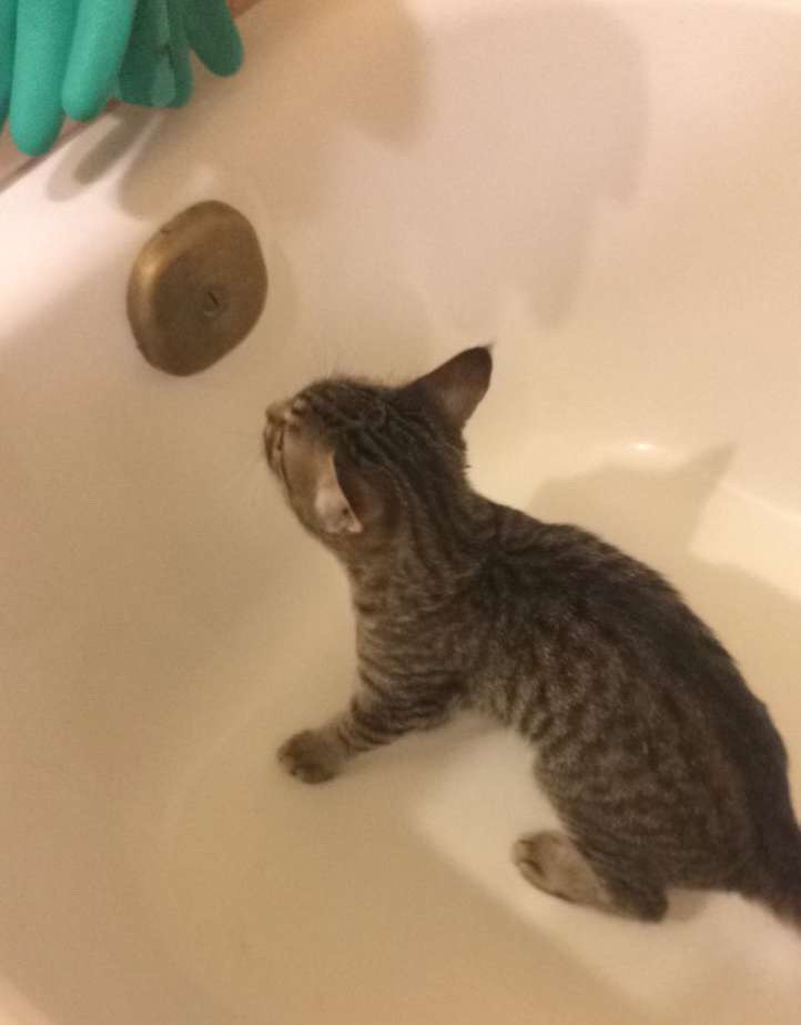 gatto-nella-vasca-da-bagno