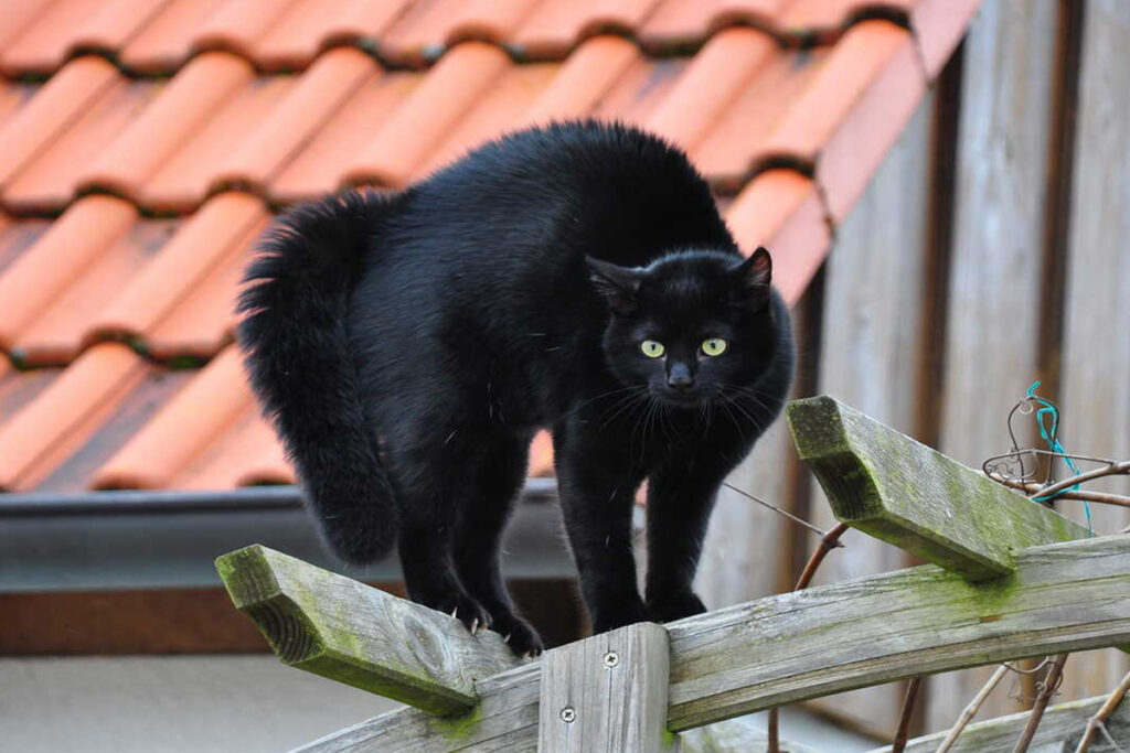 gatto che inarca la schiena