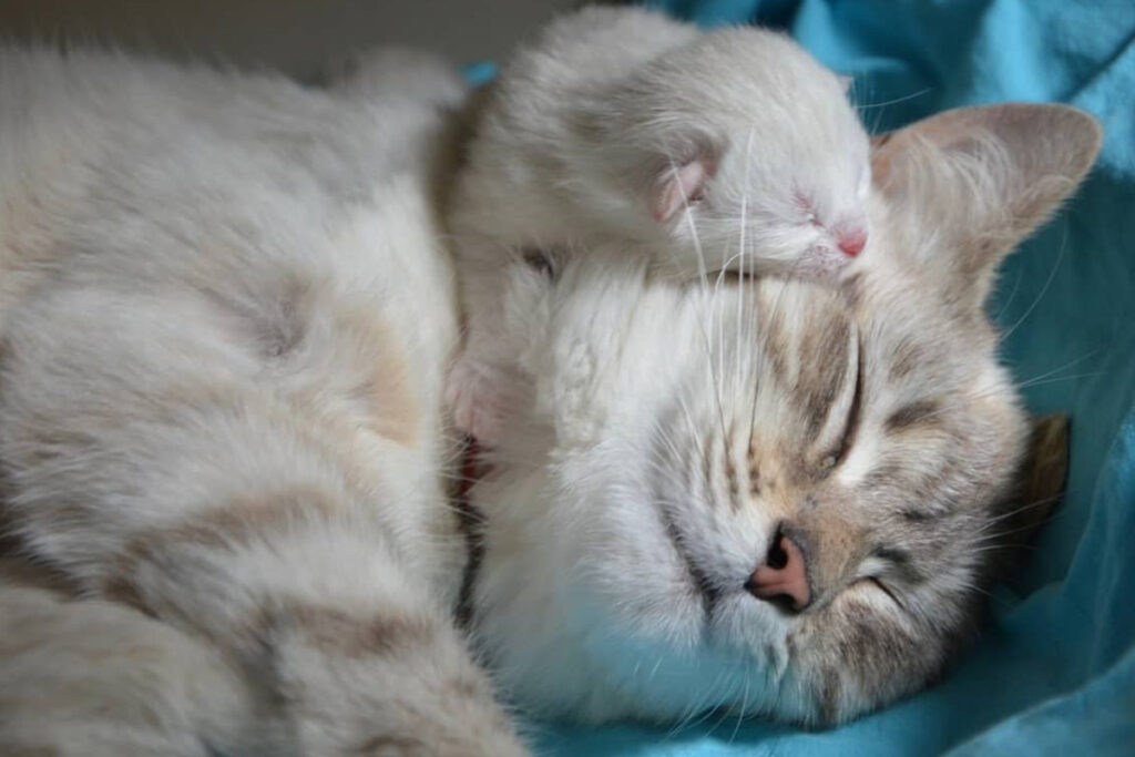 mamma e cucciolo di gatto