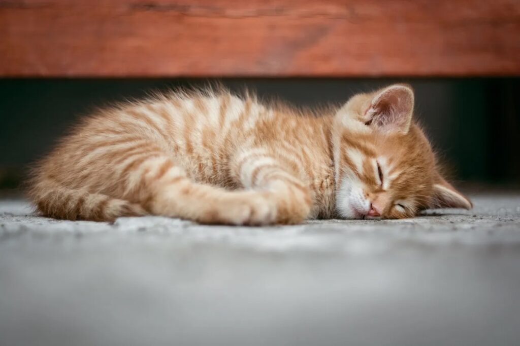 cucciolo di gatto che dorme