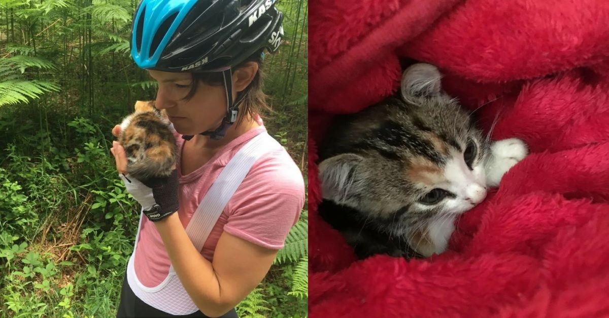 Gattina-viene-trovata-nella-foresta da-due-ciclisti-entra-a-far-parte-della-loro-famiglia