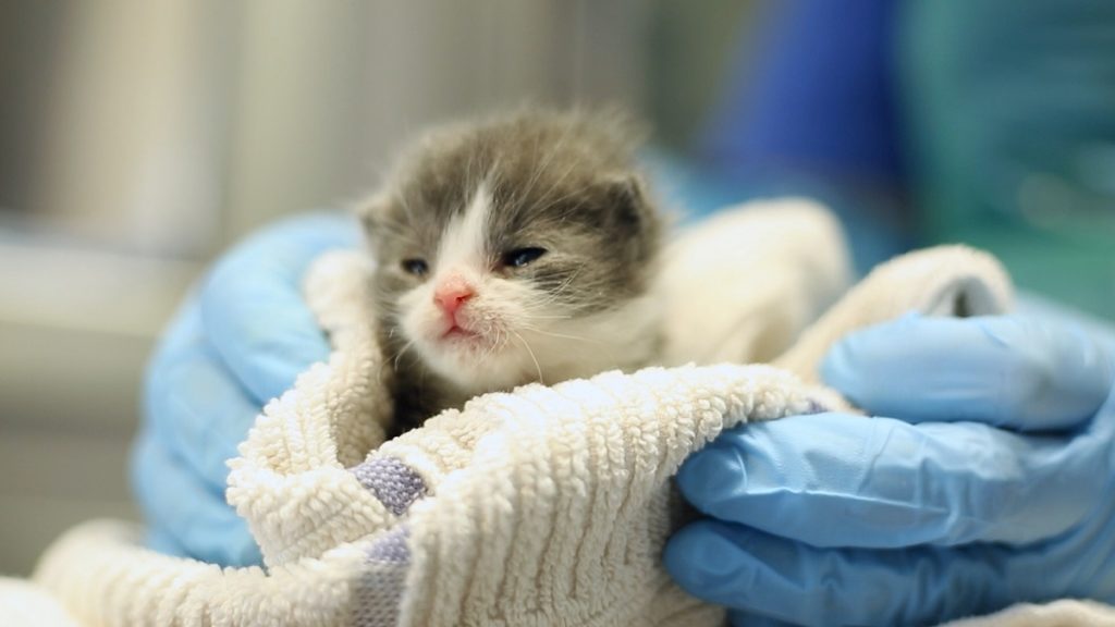 gattino dal veterinario