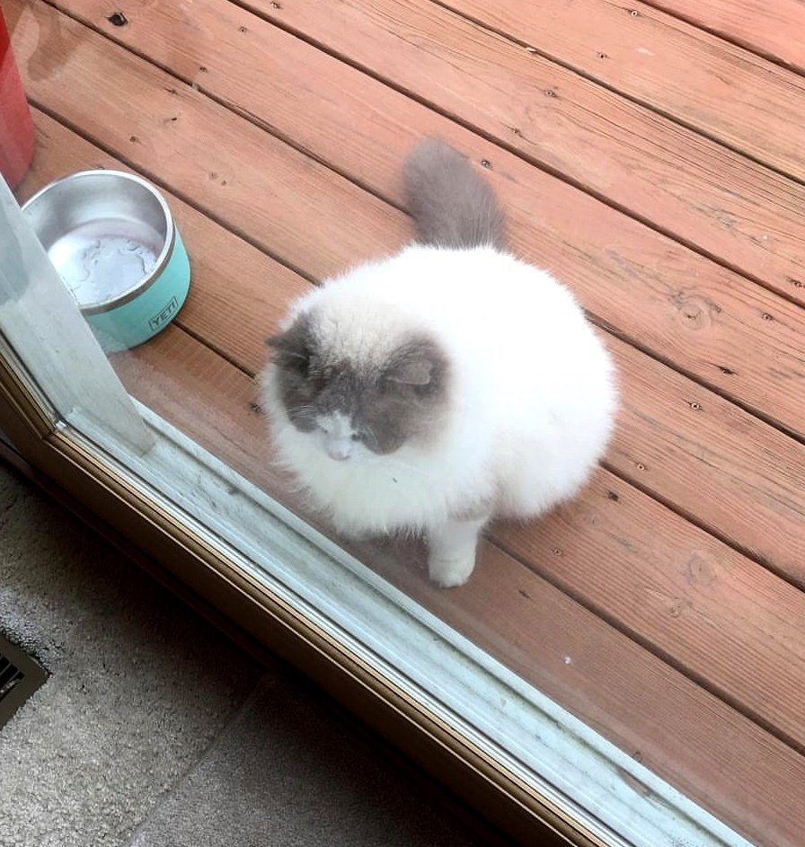 Gatto-in-attesa-alla-finestra