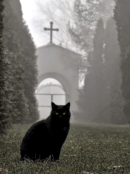 Gatto-nero-nel-giardino