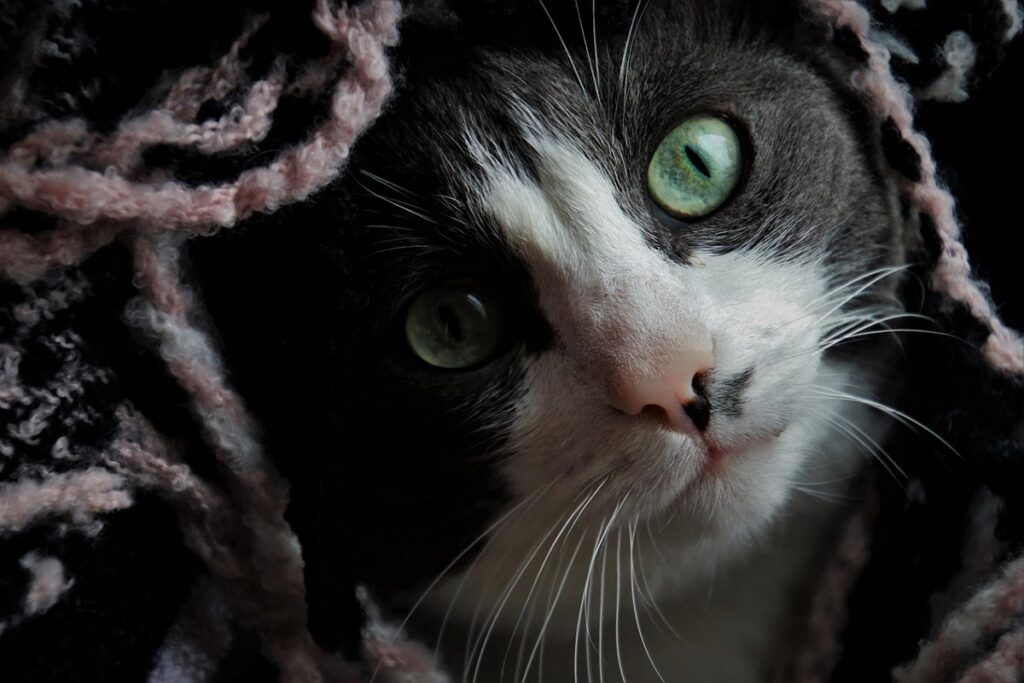 gatto avvolto in una coperta