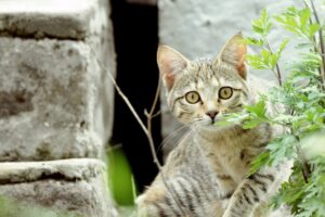 Giardia nel gatto: sintomi, cause, conseguenze e tutti i modi per curarla