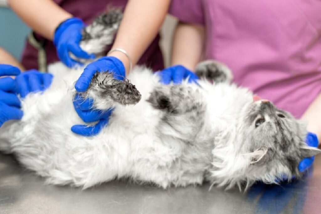 gatto che viene esaminato dai veterinari