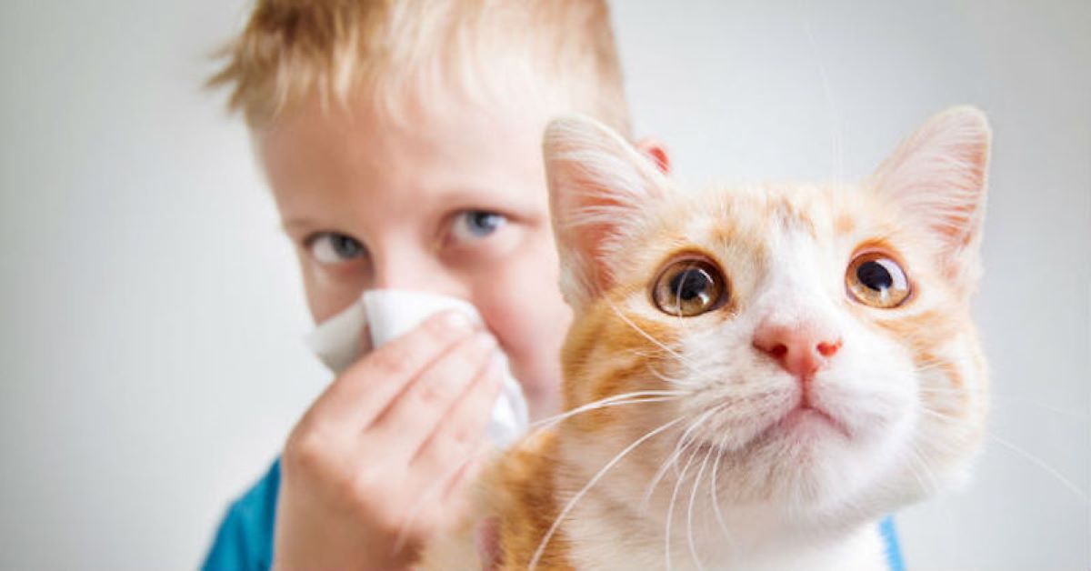 I gatti possono difendere i bambini da asma e allergie لماذا يسبب شعر القطط الحساسية؟ وما هو علاج حساسية القطط؟ 1 لماذا يسبب شعر القطط الحساسية؟ وما هو علاج حساسية القطط؟