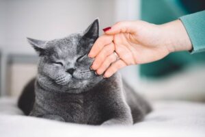 Mastocitoma del gatto: cos’è, come riconoscerlo, cure e cause