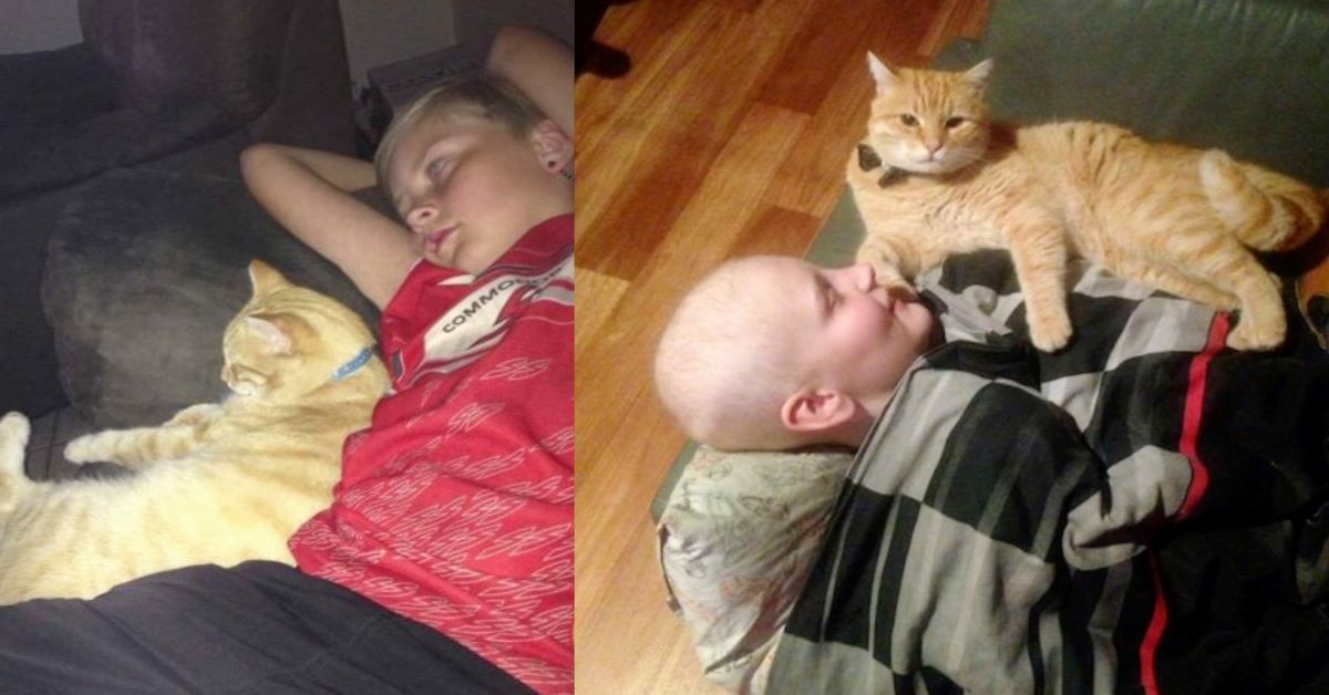 Nin: il gatto che ha salvato la vita al suo piccolo amico