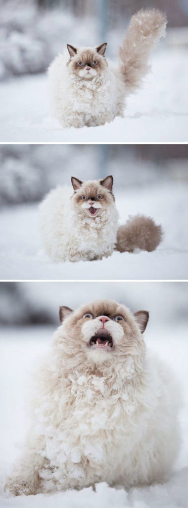 il gatto che scopre la neve