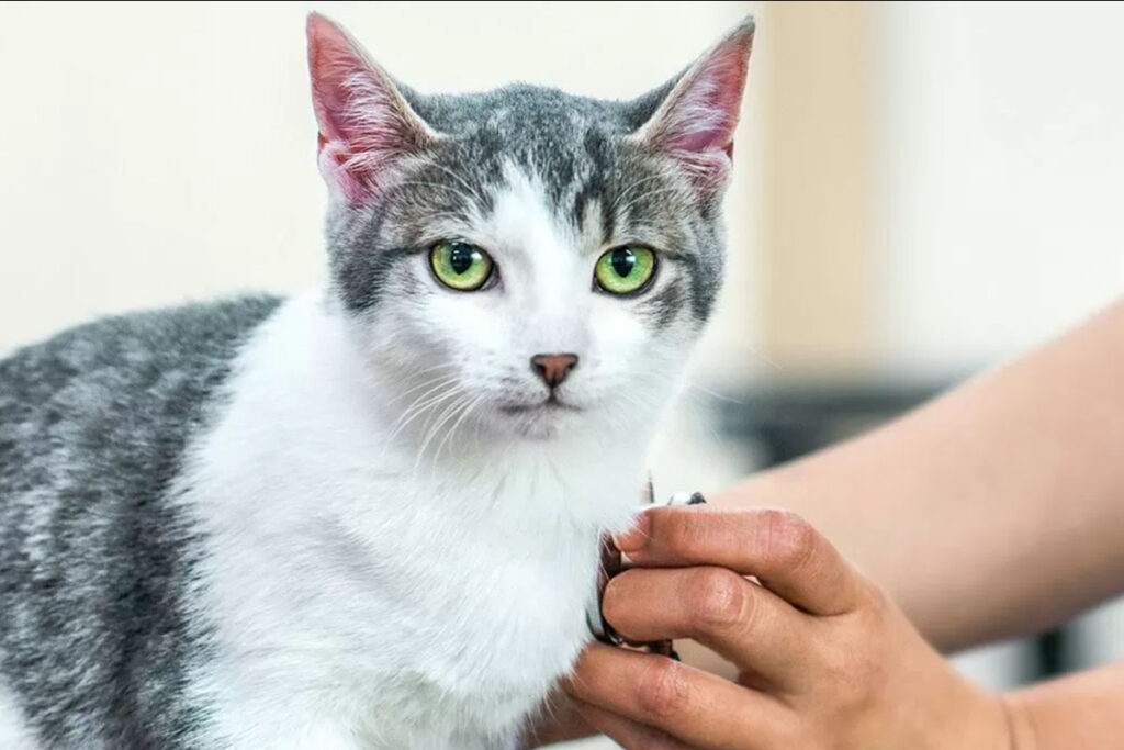 gatto dal veterinario