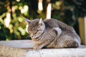 gatto su panchina