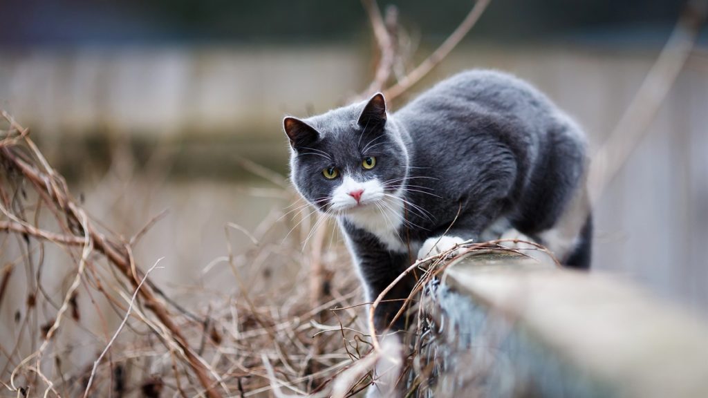 gatto su staccionata