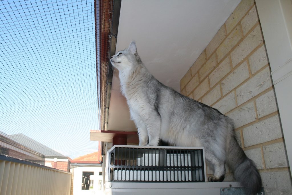 gatto in balcone